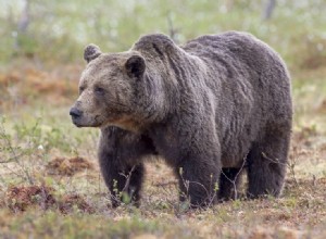 Napadají medvědi kuřata? Jak chránit své stádo