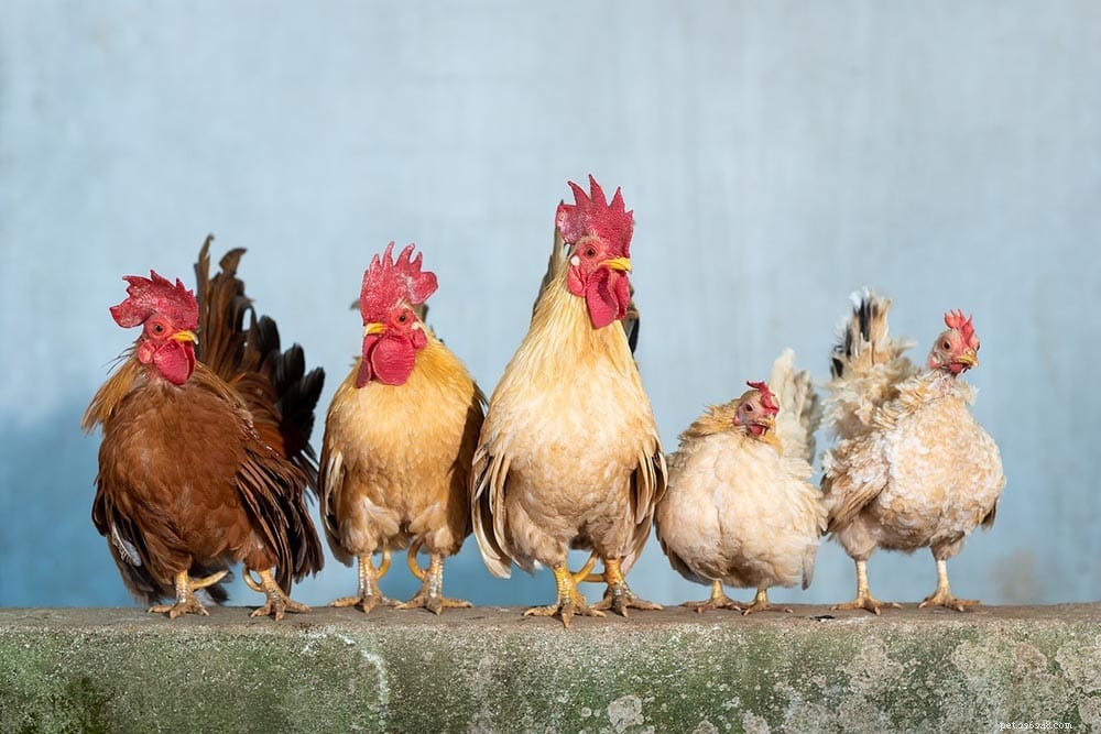 Är kycklingar smarta? Här är vad vetenskapen säger oss