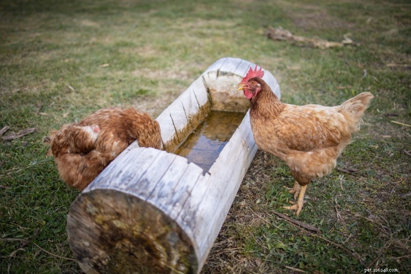 鶏は水なしでどれくらい行くことができますか？あなたが知る必要があること！ 