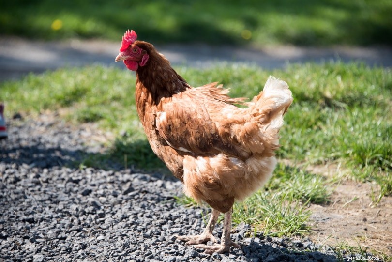 Como manter as galinhas frias no verão quente (10 dicas)