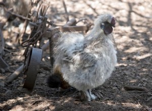 Korá Silkie Roosters? Co potřebujete vědět!