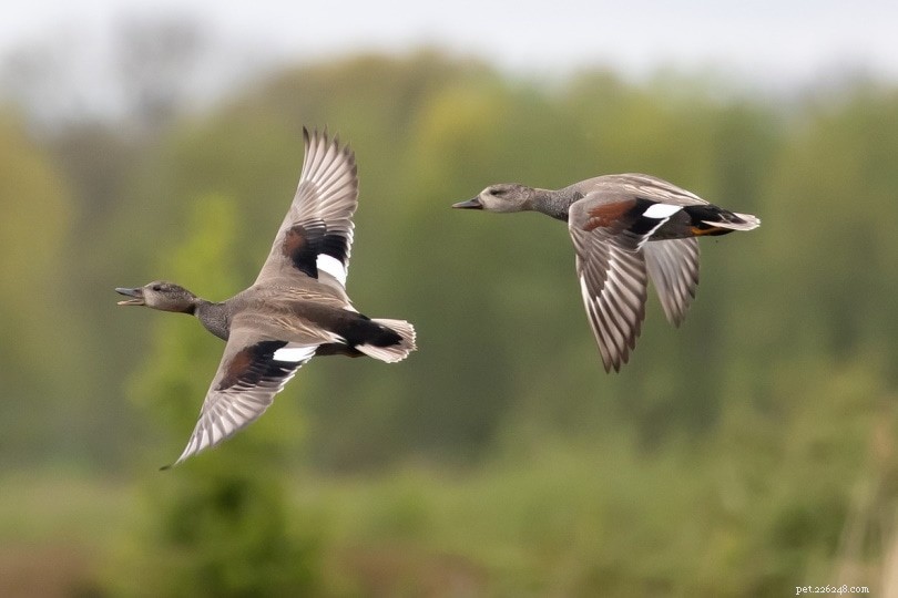 Les canards peuvent-ils voler ? À quelle vitesse, à quelle distance et combien de temps ?