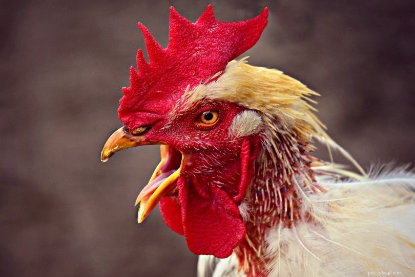 As galinhas têm línguas? Eles podem provar a comida?