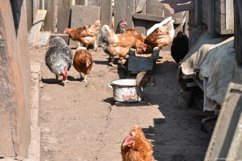 I topi attaccano i polli? Come proteggere il tuo gregge