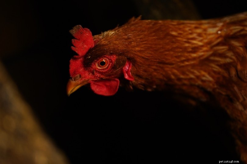 Kan kycklingar se i mörkret? Hur bra?