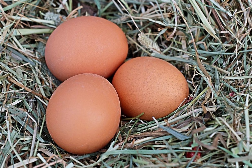 10 consigli per pulire le uova dai polli del cortile