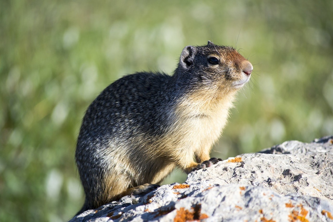 As marmotas atacam as galinhas? Como proteger seu rebanho