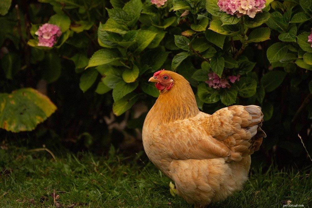 Hoe u kippen uit uw tuin kunt houden (13 tips)