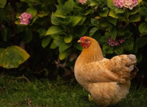 닭이 정원에 들어오지 못하게 하는 방법(13가지 팁)