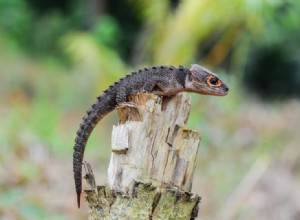 Red Eyed Crocodile Skinks na prodej:Seznam chovatelů 2022 v USA