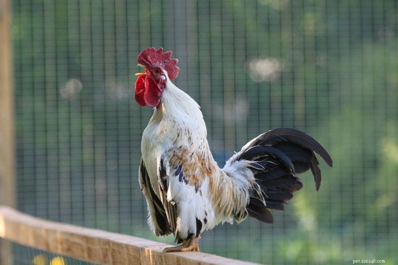 10 vanliga kycklingljud och deras betydelser (med ljud)