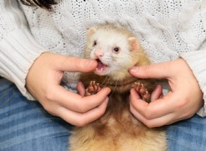 5 důvodů, proč fretky koušou (a jak tomu zabránit)