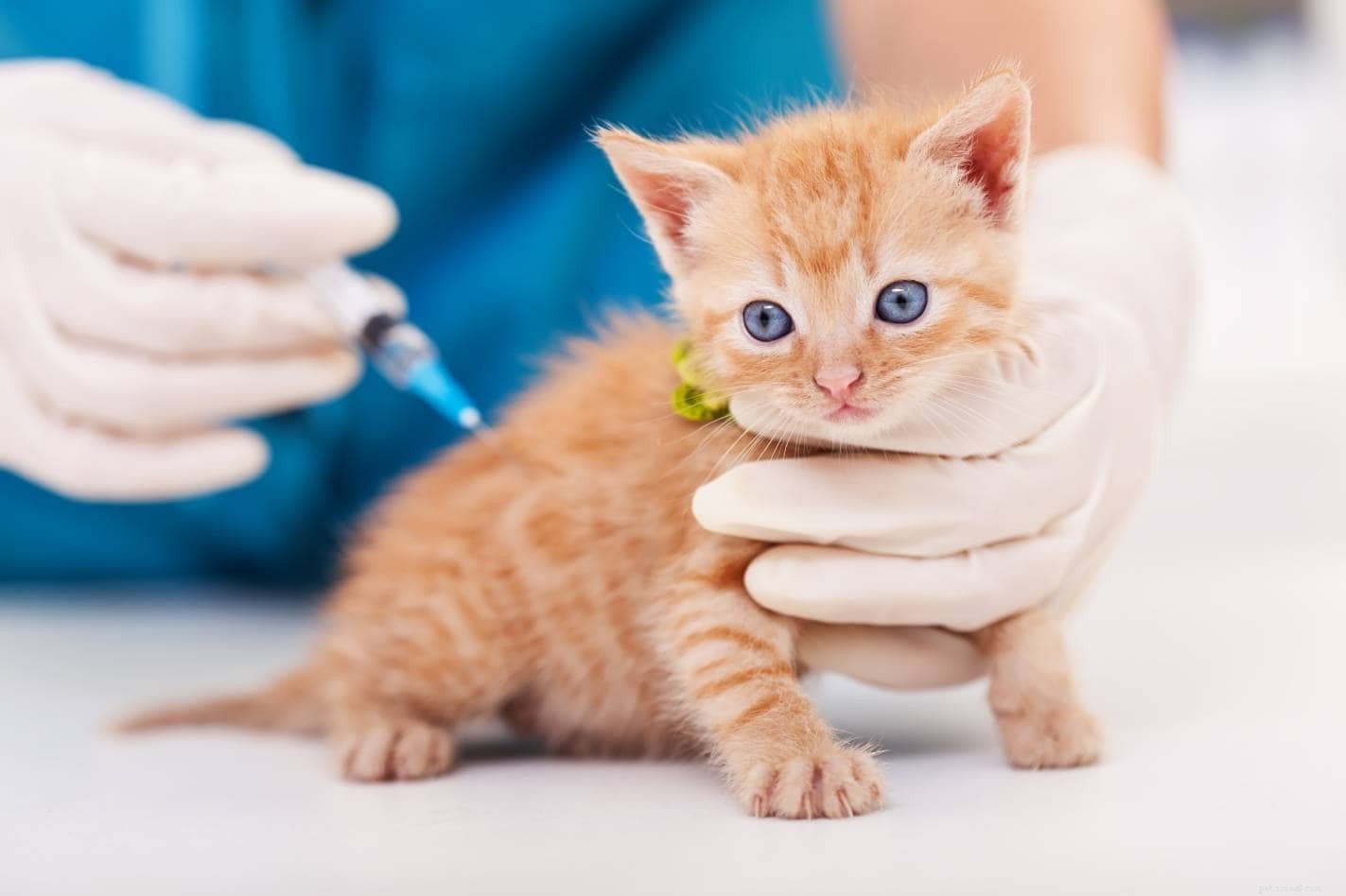 V jakém věku by mělo být vaše kotě očkováno? Vše, co byste měli vědět!