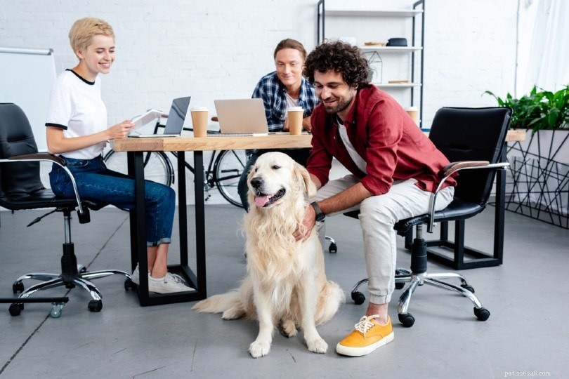 Os 5 principais animais de estimação de escritório para locais de trabalho felizes (com fotos)
