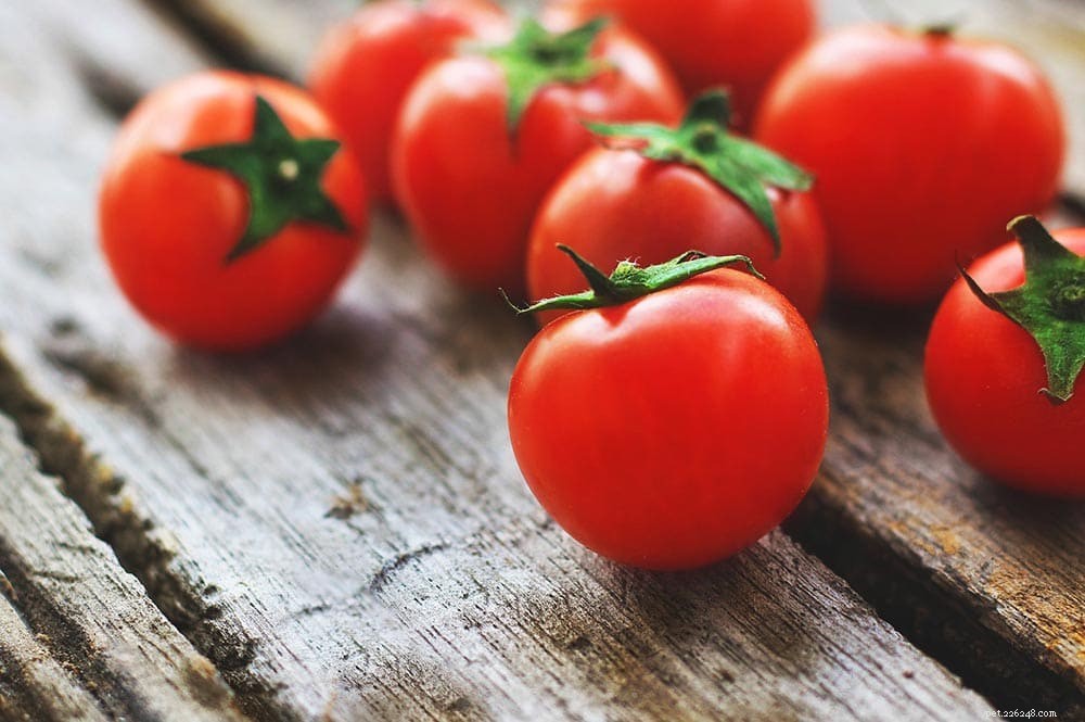 Mohou kozy jíst rajčata? Co potřebujete vědět!