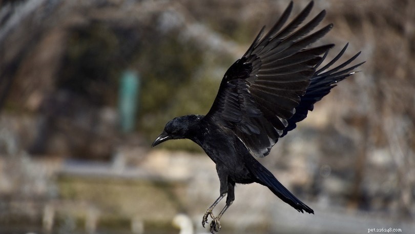 I corvi attaccano i polli? Come proteggere il tuo gregge