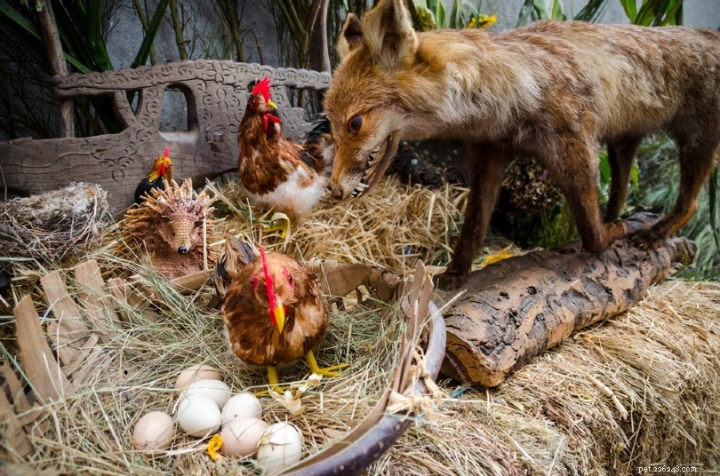 Waarom doden vossen kippen en laten ze ze achter?