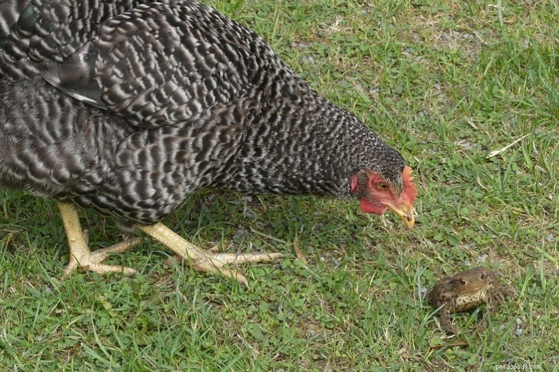 Eten kippen kikkers en padden? Is het veilig voor hen?