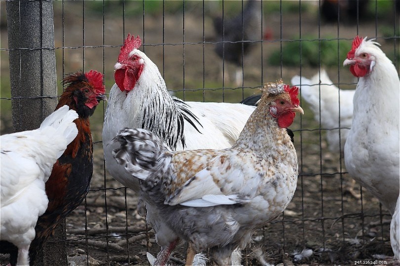 Hur snabbt växer kycklingar? Vad du behöver veta!