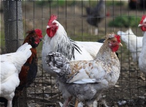 Jak rychle rostou kuřata? Co potřebujete vědět!