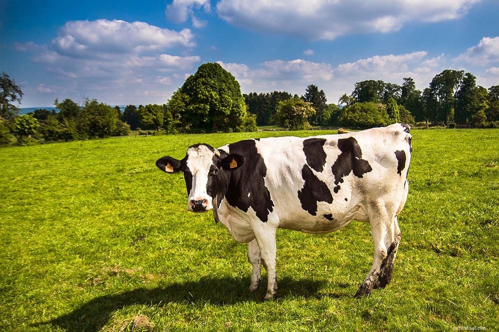 牛が幸せになるにはどのくらいのスペースが必要ですか？ 