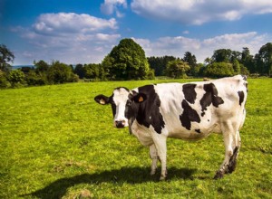Kolik prostoru potřebují krávy, aby byly šťastné?