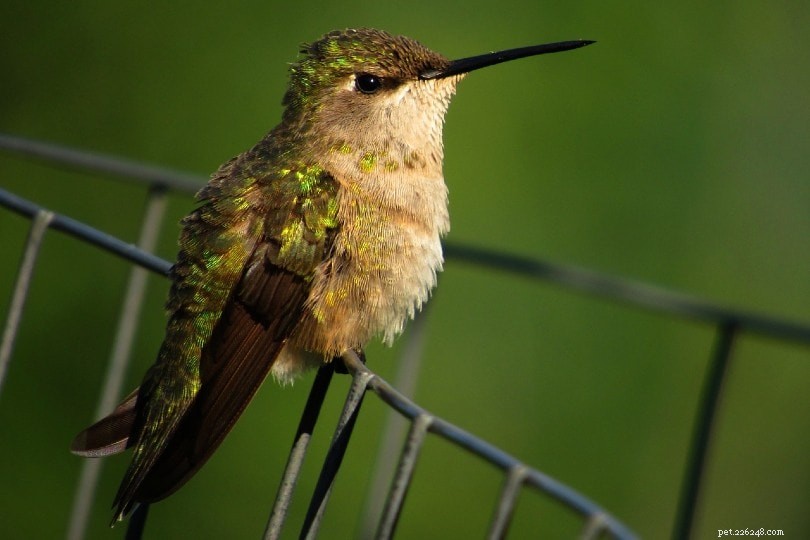 Dove dormono di notte i colibrì?