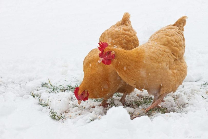 Quão frio é muito frio para minha galinha? Tudo o que você precisa saber!