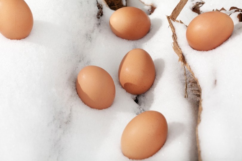 冬の間に鶏が卵を産むようにする方法（5つの役立つヒント） 
