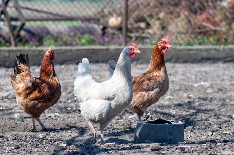 닭 품종은 몇 개입니까?