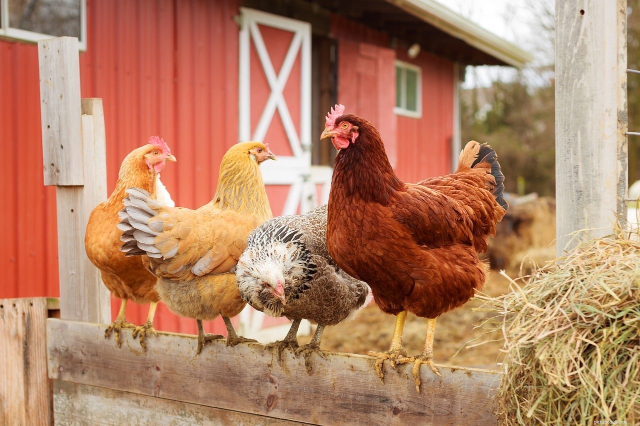 Una breve storia dei polli:da dove vengono?