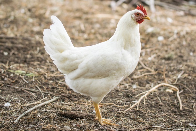 Jak dlouho může kuře přežít bez hlavy?