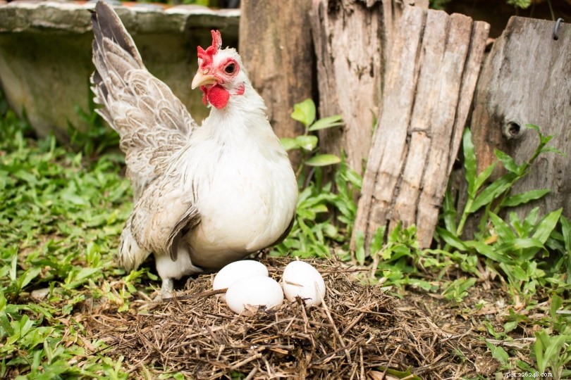 Op welk tijdstip van de dag leggen kippen eieren? Wat u moet weten!