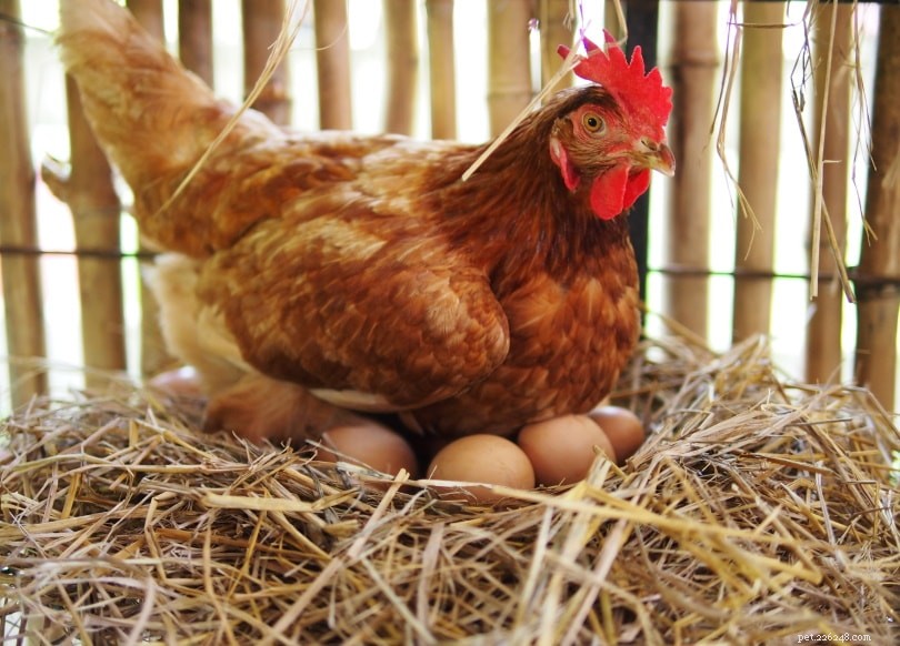 Hoe leggen kippen eieren? Wat u moet weten!