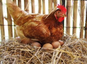 鶏はどのように卵を産むのですか？あなたが知る必要があること！ 