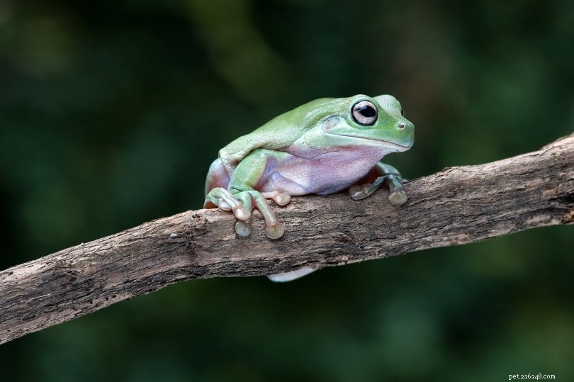미국에서 판매되는 White s Tree Frogs(2022 사육자 목록 및 팁)
