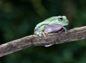 White’s Tree Frogs na prodej v USA (2022 Breeders List &Tips)