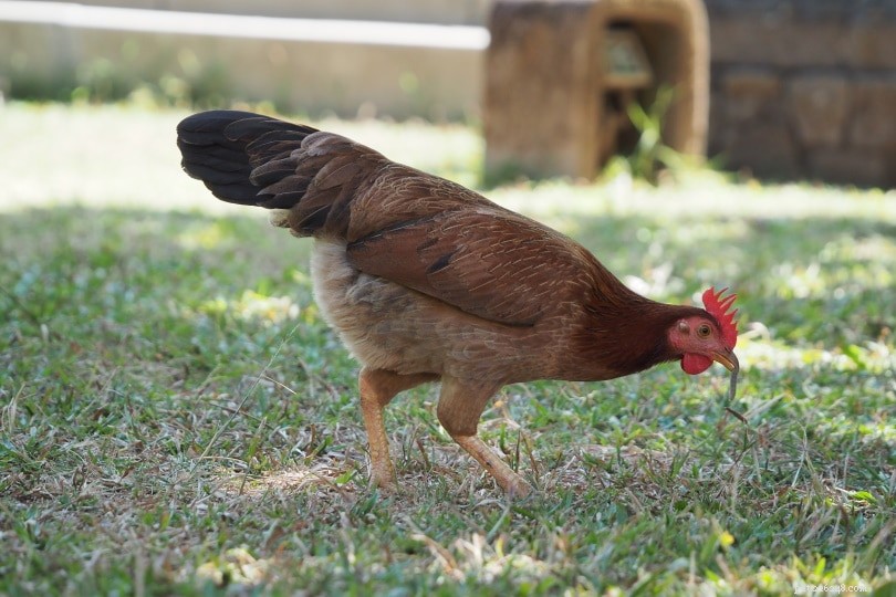I polli mangiano la loro stessa cacca? Cosa devi sapere!