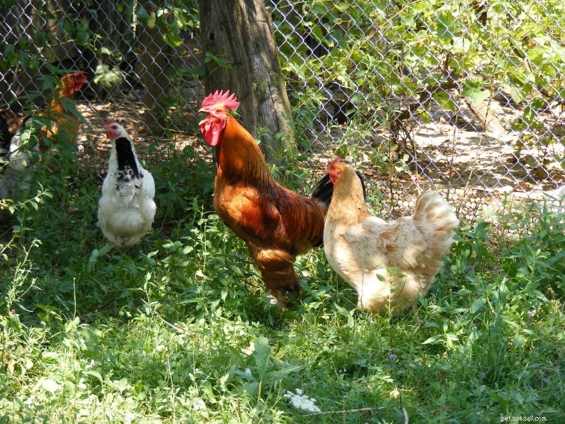 Les poulets ont-ils un odorat ? Ce que vous devez savoir !