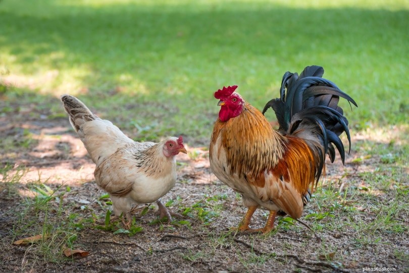 Hur parar sig kycklingar? Så här går det till