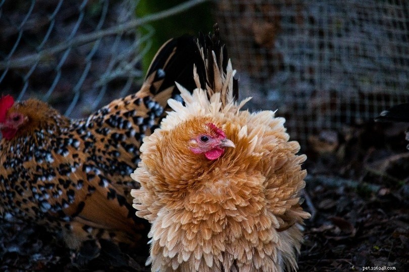 línání peří u kuřat:proč, kdy a co vědět