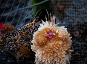 닭의 털갈이:왜, 언제, 알아야 할 사항