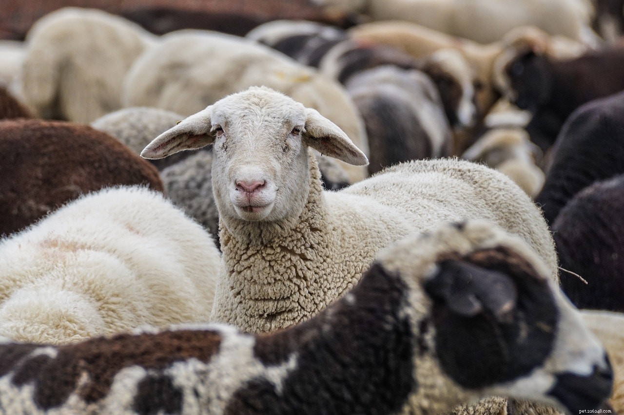 Сколько места нужно овцам, чтобы быть счастливыми?