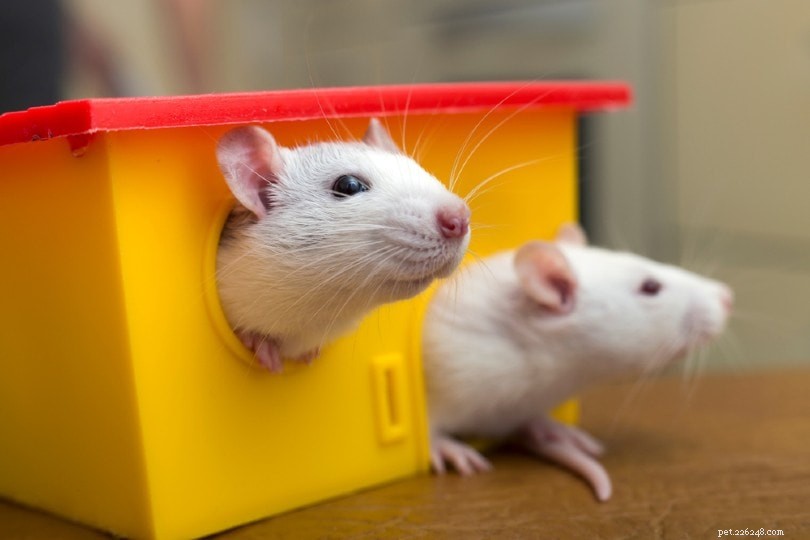 Hur intelligenta är råttor? Här är vad vetenskapen har att säga
