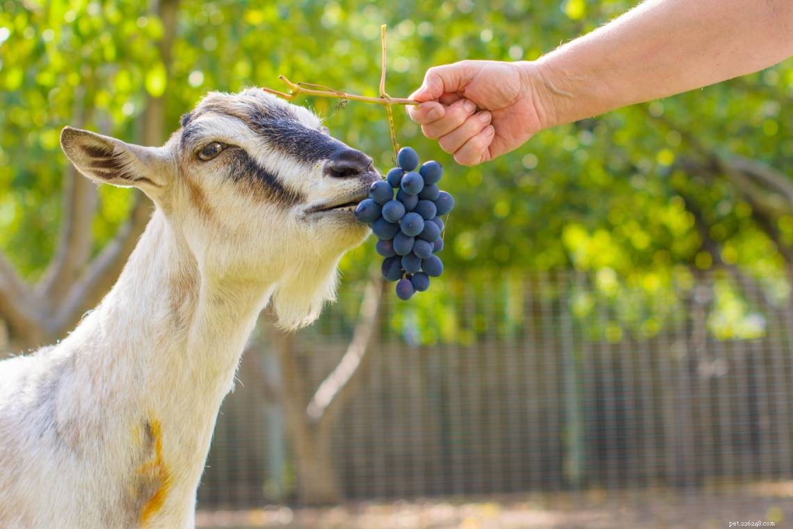 Kunnen geiten druiven eten? Wat u moet weten!