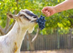 Mohou kozy jíst hrozny? Co potřebujete vědět!