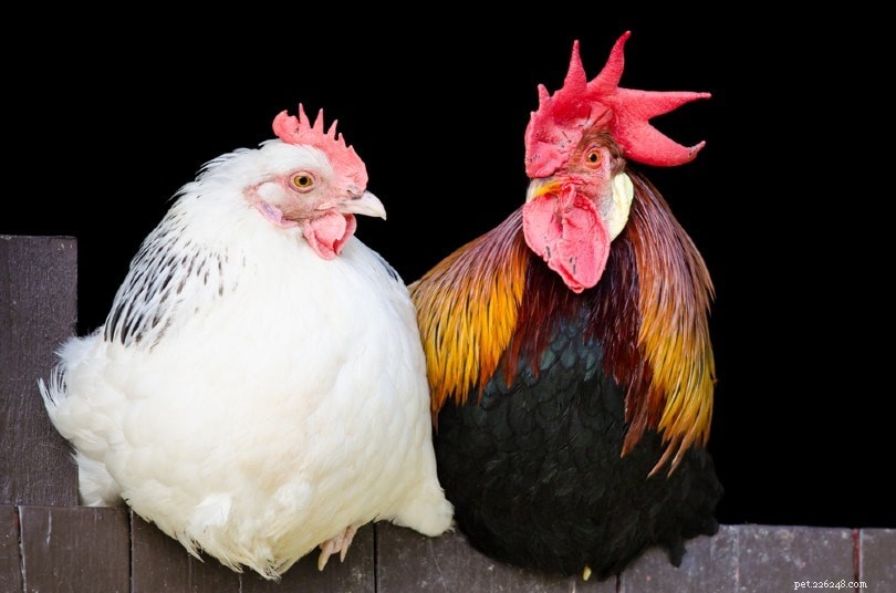 あなたの鶏は卵を産むためにオンドリが必要ですか？あなたが知る必要があること！ 