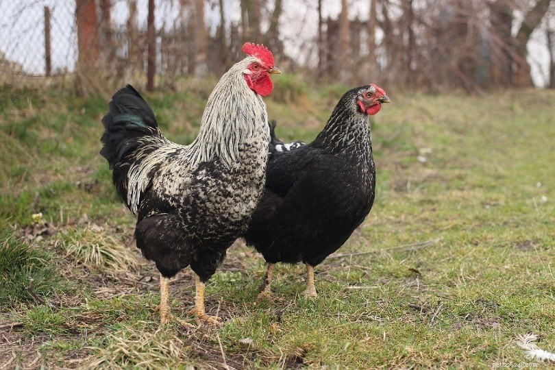 Qual ​​é a proporção perfeita de galinhas para galos? O que você precisa saber!