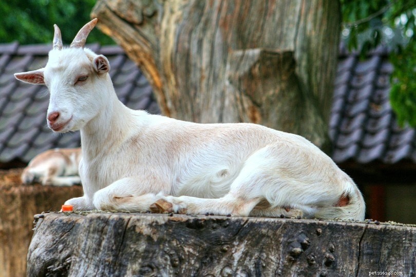 Jak často se kozy dostávají do říje a 10 znaků, které je třeba hledat