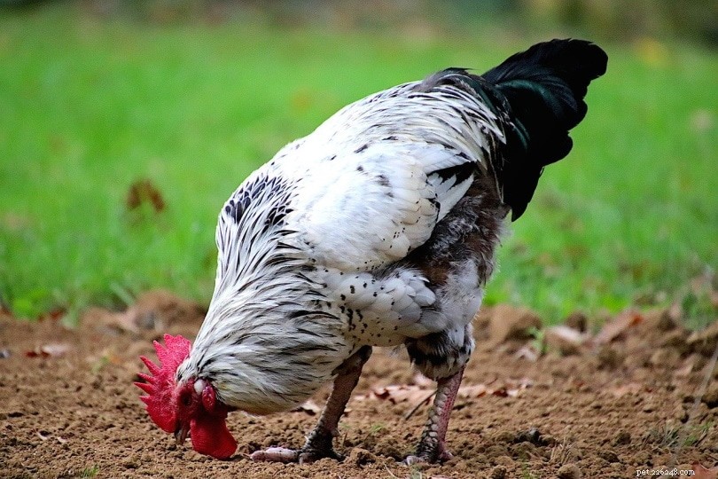 Har tuppar bollar? Rooster Anatomy Explained